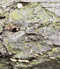 Gloeoporus dichrous