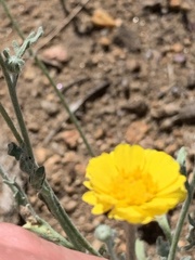 Baileya pleniradiata