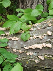 Gloeoporus dichrous