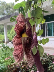 Aristolochia gigantea