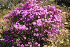 Drosanthemum globosum