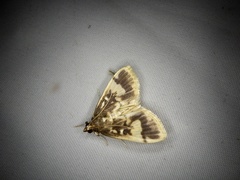Pseudebulea fentoni