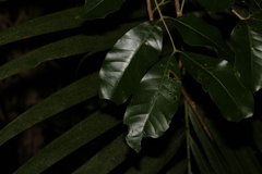 Dysoxylum fraserianum