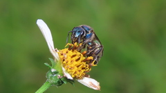 Caenaugochlora inermis