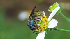 Caenaugochlora inermis