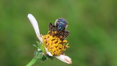 Caenaugochlora inermis