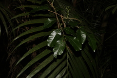 Dysoxylum fraserianum