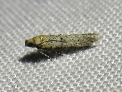 Obithome punctiferella