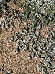 Euphorbia albomarginata