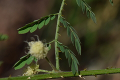 Mimosa malacophylla