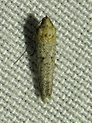 Obithome punctiferella