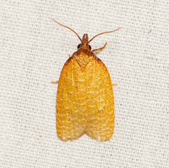 Sparganothis distincta