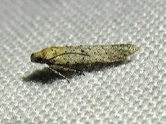 Obithome punctiferella