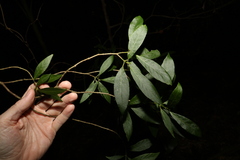 Psychotria