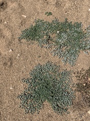 Euphorbia albomarginata