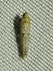 Obithome punctiferella