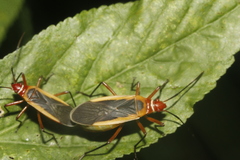 Dysdercus obscuratus