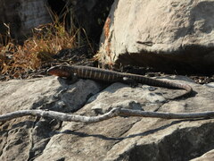 Matobosaurus validus