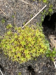 Syntrichia