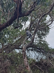 Corvus mellori