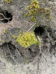 Syntrichia
