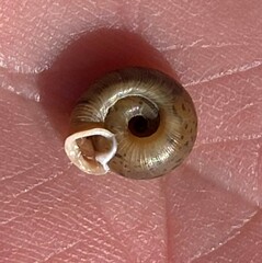 Polygyra