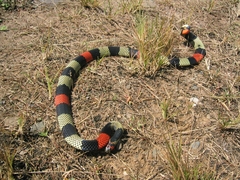 Micrurus obscurus
