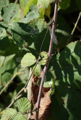 Chalcolestes parvidens