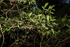 Psychotria
