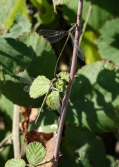 Chalcolestes parvidens