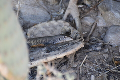 Aspidoscelis marmoratus