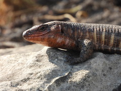 Matobosaurus validus