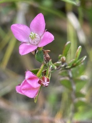 Boronia crenulata