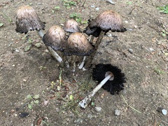 Coprinopsis atramentaria