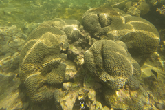 Pseudodiploria strigosa