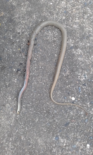 Yellow-faced Whipsnake sighting