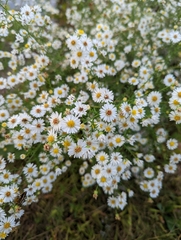 Symphyotrichum pilosum