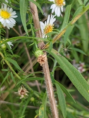Symphyotrichum pilosum