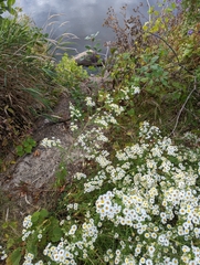 Symphyotrichum pilosum