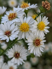 Symphyotrichum pilosum