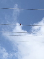 Cardinalis cardinalis cardinalis