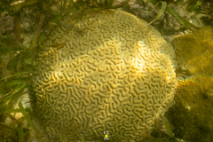 Pseudodiploria strigosa