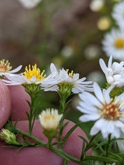 Symphyotrichum pilosum