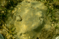 Pseudodiploria clivosa