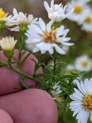 Symphyotrichum pilosum