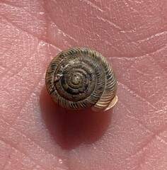 Polygyra