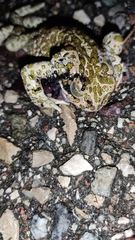 Bufotes viridis balearicus