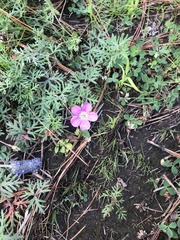 Geranium potentillifolium