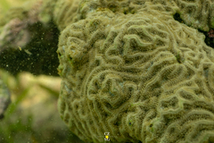 Pseudodiploria clivosa