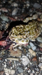 Bufotes viridis balearicus